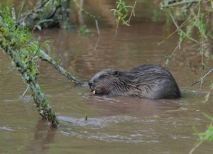beaver_med_hr