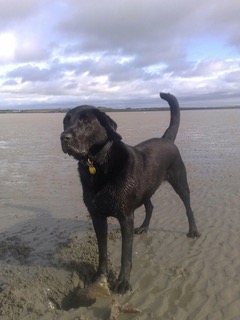 Hendrix, David Bain's dog, standing on a beach.