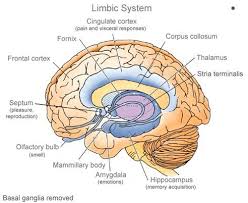 Cross section of the human brain showing the limbic system